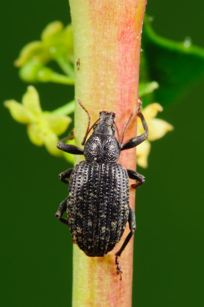 Laparocerus sp. © Miguel Angel