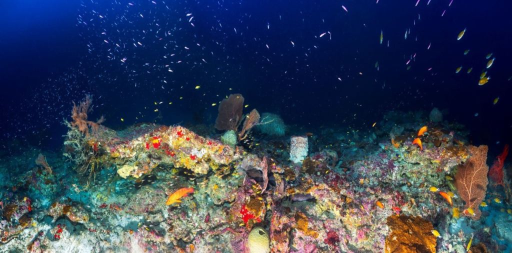 Ecosystème-Mesophotique-Panorama-75m-Mayotte-©-Deep-Blue-Exploration.jpg